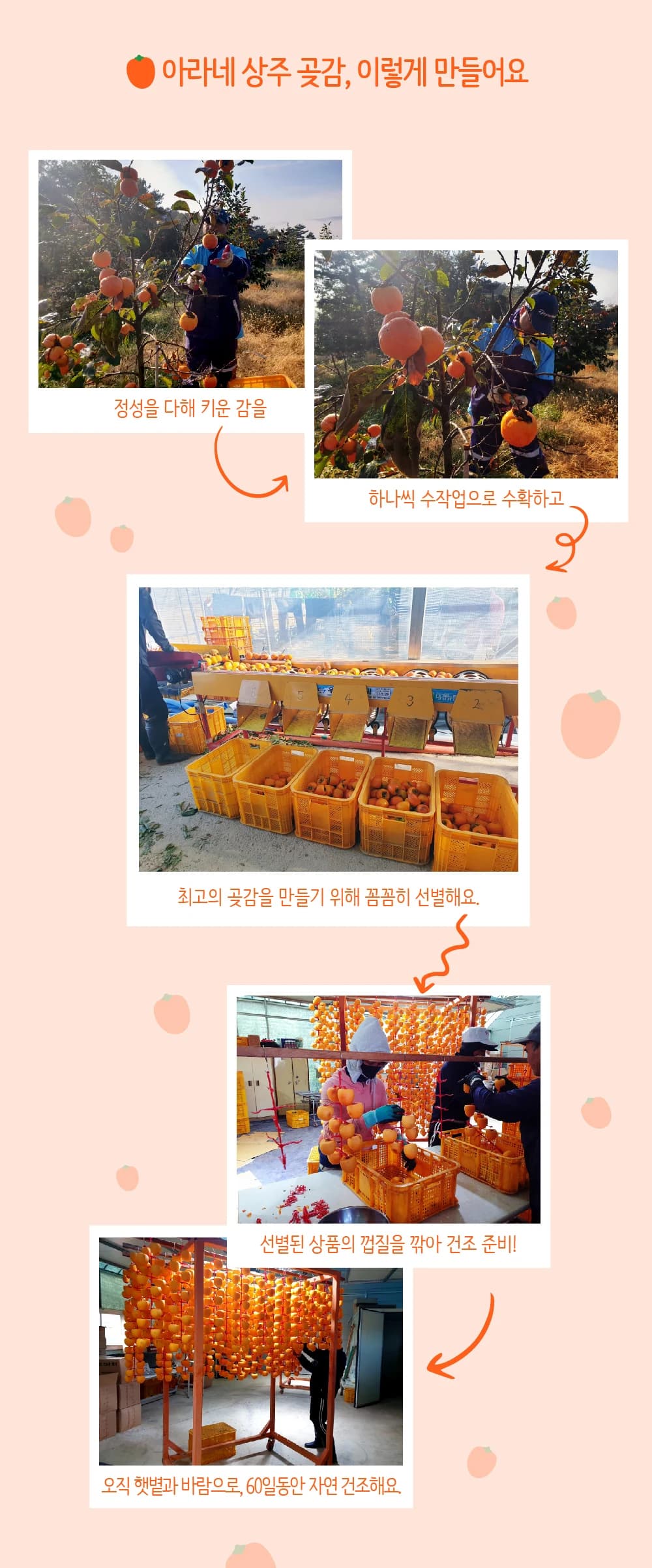 아라네곶감 수확 선별 자연 건조 과정 상세페이지