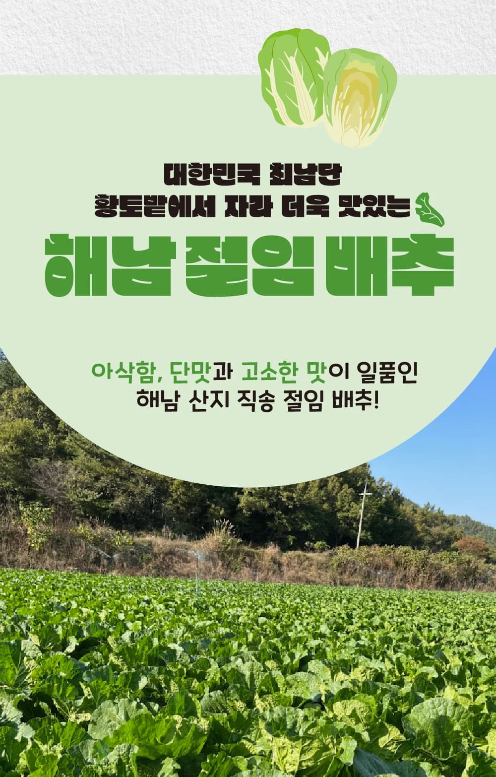 해남 황토밭 절임배추 상품 상세페이지 첫 화면