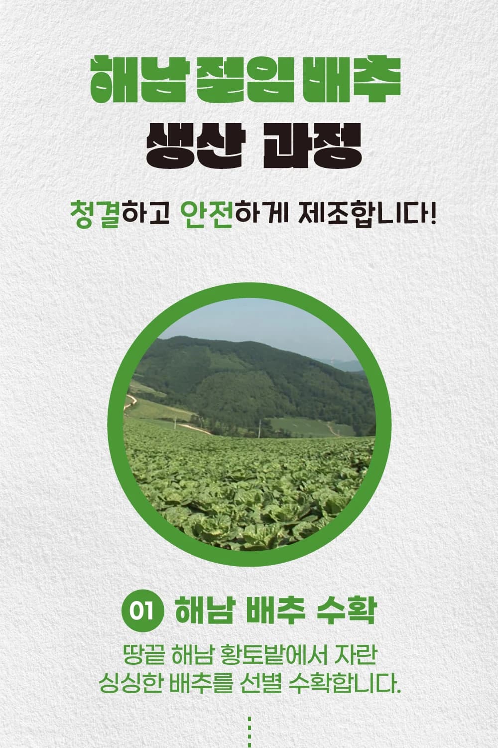 해남 절임배추 수확과 생산 과정 상세페이지