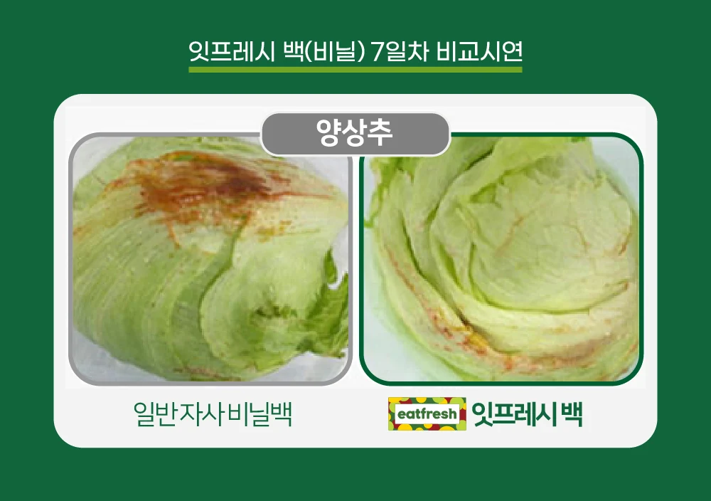 잇프레시 백(비닐) 7일차 비교시연 — 양상추